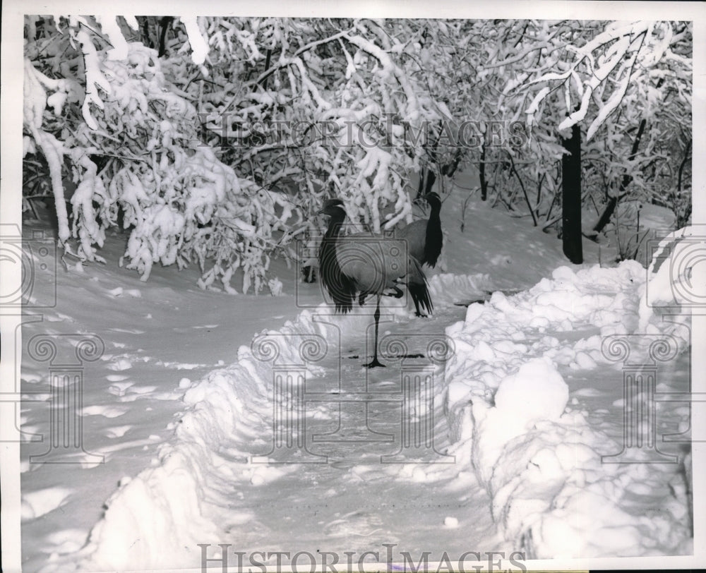 1953 Demoiselle Cranes Pose in Snow at Lincoln Park Zoo in Chicago - Historic Images