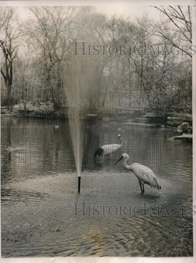 1956 Press Photo India Cranes Under Water Spray At Lincoln Park Zoo - Historic Images