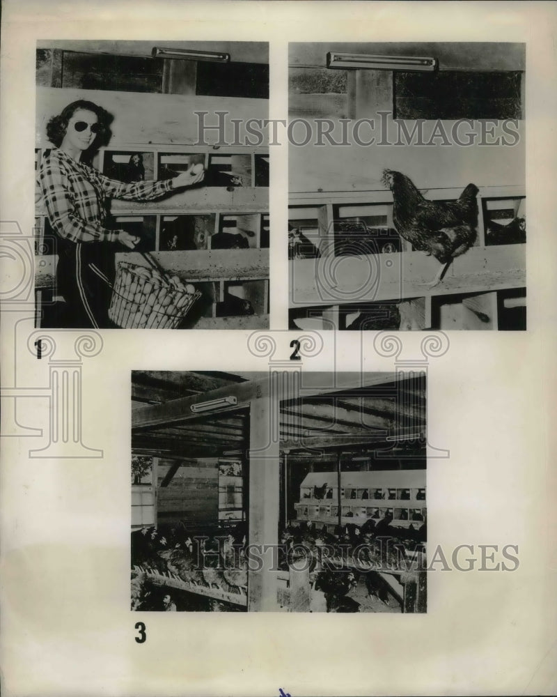 1946 Press Photo Egg Laying Hens Lights - Historic Images