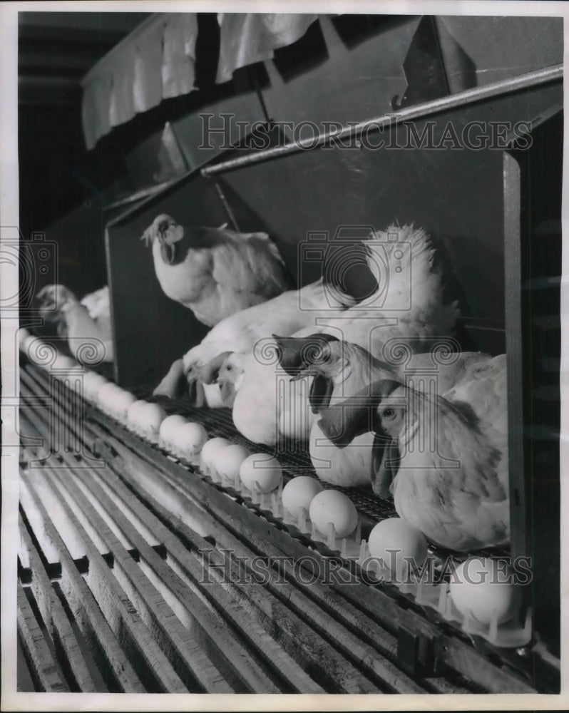 1962 Press Photo Egg production Chickens - neb52175 - Historic Images