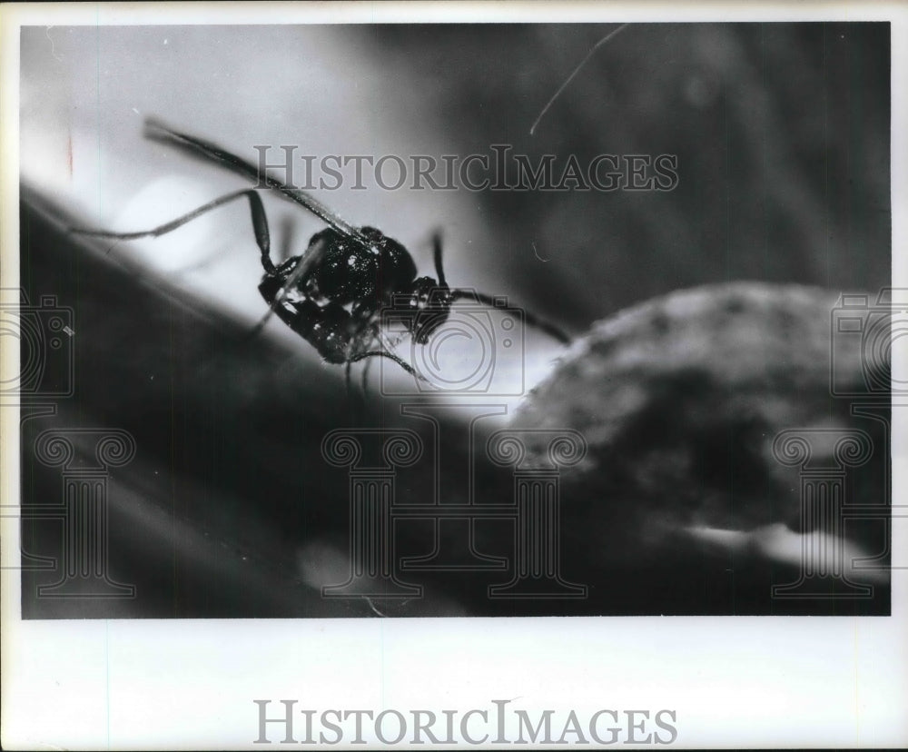 1971 Press Photo A Microatopus aethious wasp in close up - neb52399 - Historic Images