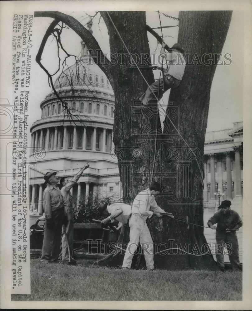 1946 Workmen Begin Cutting Down 160 Year Old George Washington Elm - Historic Images