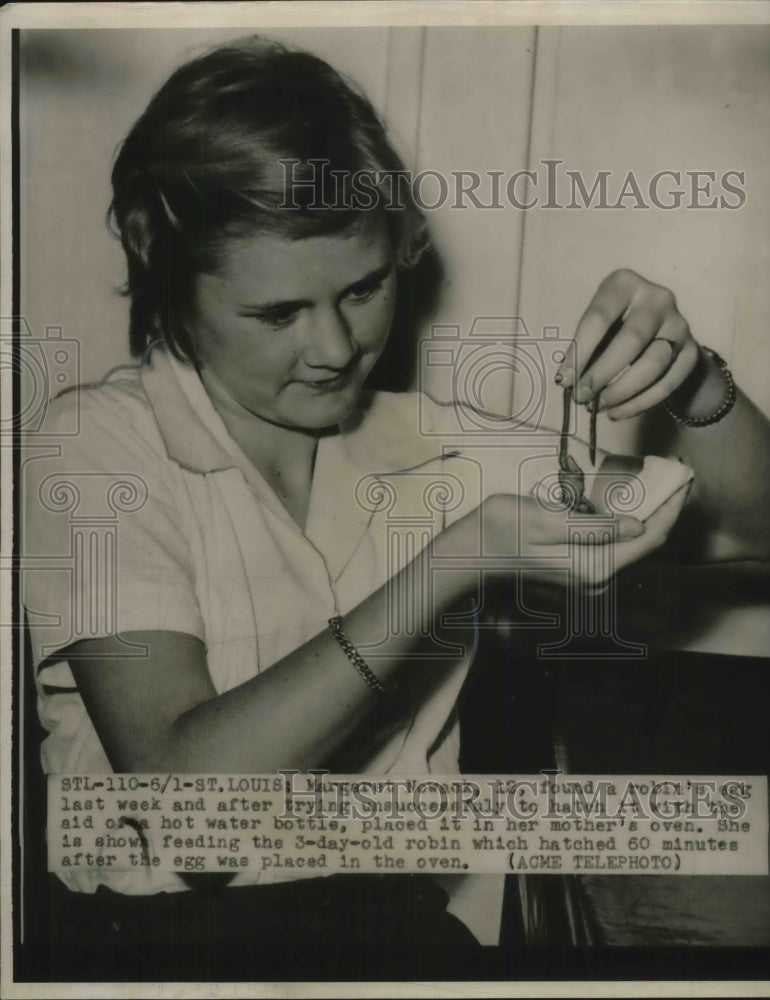 1950 Press Photo St Louis, Mo Margaret Newman feeding baby robins she hatched-Historic Images