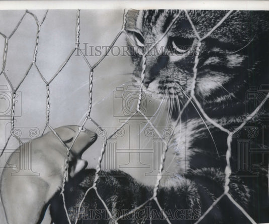 1968 Press Photo Cat in the Paris Cat Show toying with a rubber rodent - Historic Images