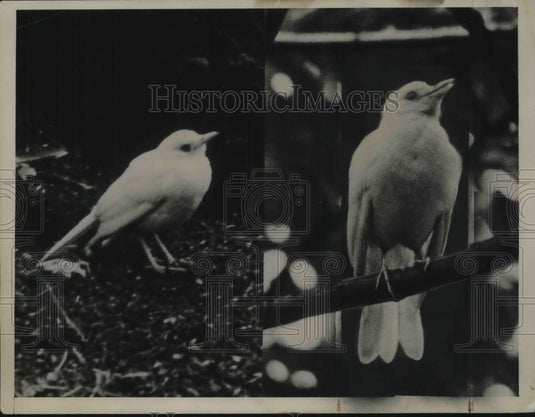 1938 Press Photo White Robin Sitting On Ground & In Branch - Historic Images