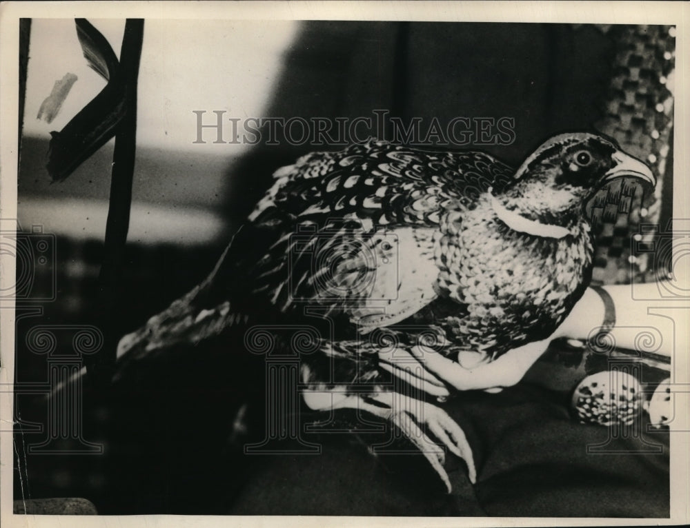 1937 Press Photo A pheasant perched on a roost - Historic Images