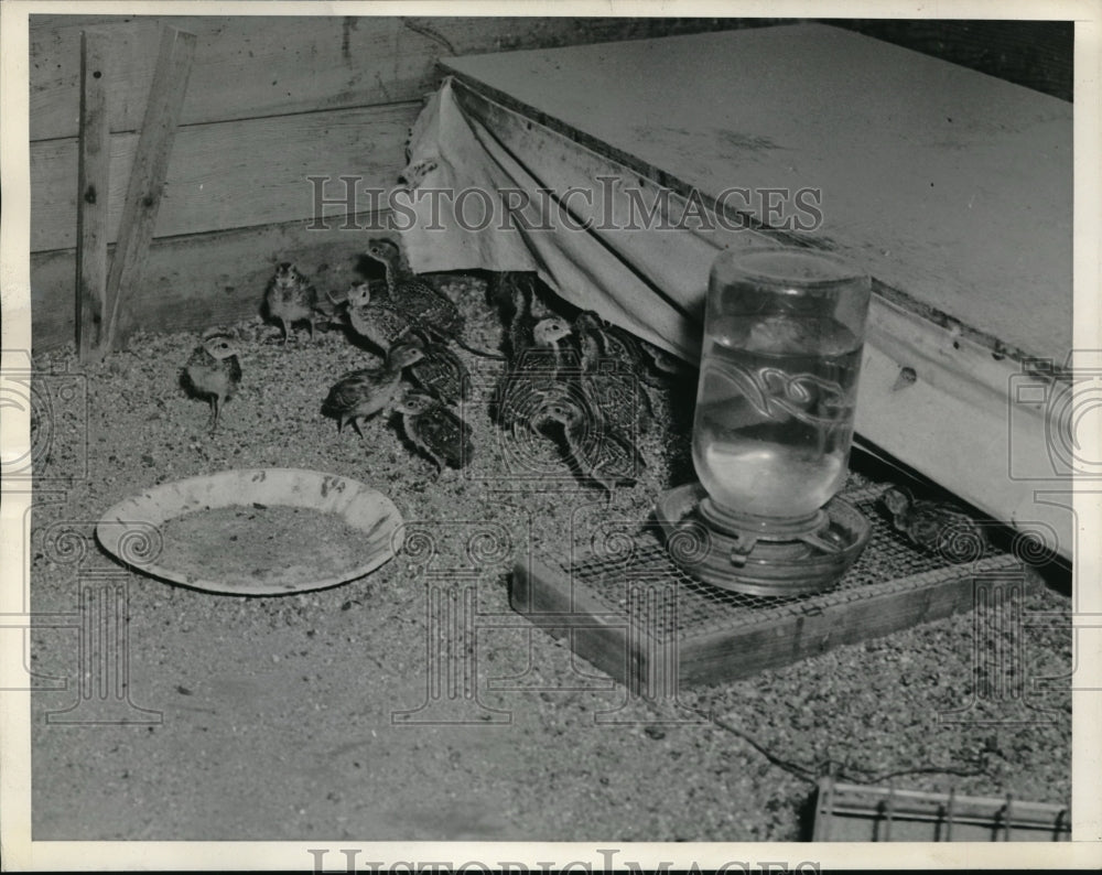 1939 15 day old quail in the brooder house, fed w/ special mash - Historic Images