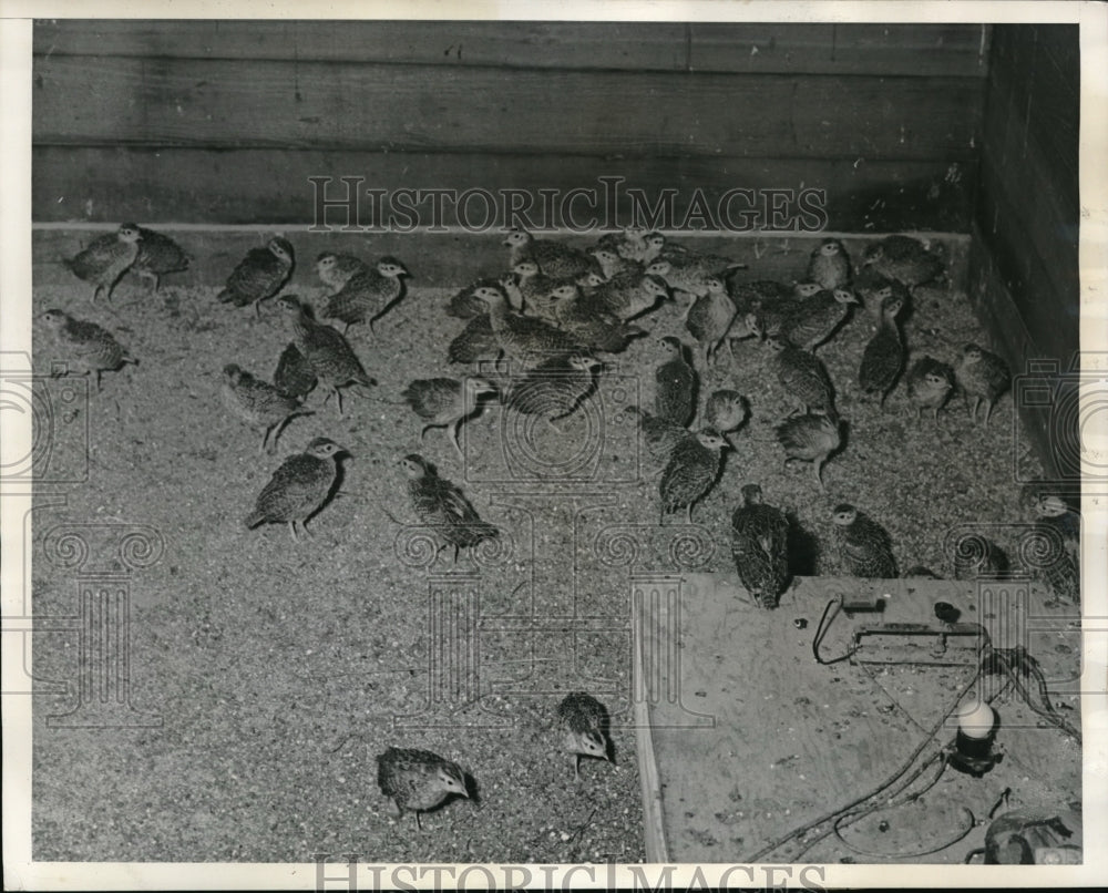 1939 Press Photo Birds cross between Mongolian &amp; Chinese ring neck pheasant - Historic Images