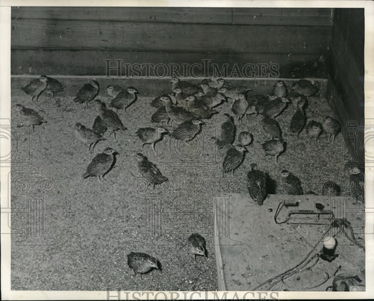 1939 Press Photo Birds cross between Mongolian & Chinese ring neck pheasant - Historic Images