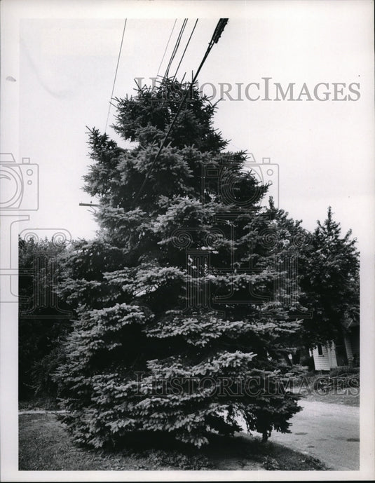Press Photo Tree at 743 Orchard Road, Willoughby-Historic Images