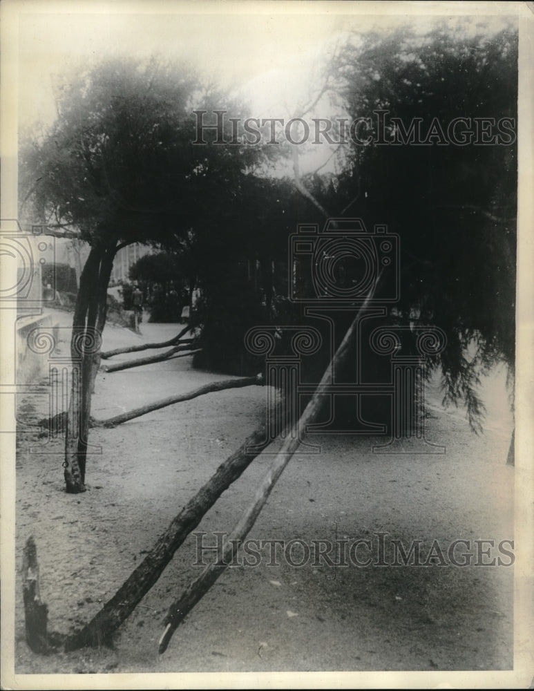 1934 Trees snapped after the storm ruined the entire Southern Coast. - Historic Images