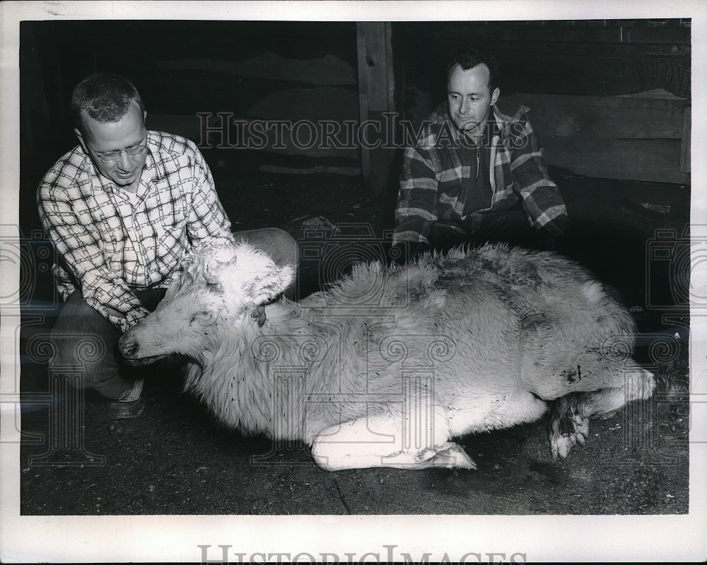 1957 John Olson &amp; Vern Wilson with Yearling Elk in Aberdeen - Historic Images