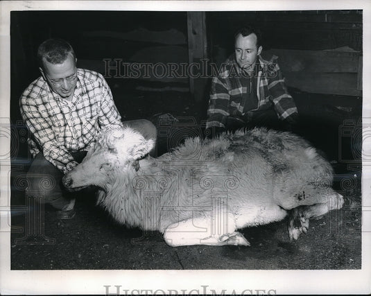 1957 John Olson & Vern Wilson with Yearling Elk in Aberdeen - Historic Images
