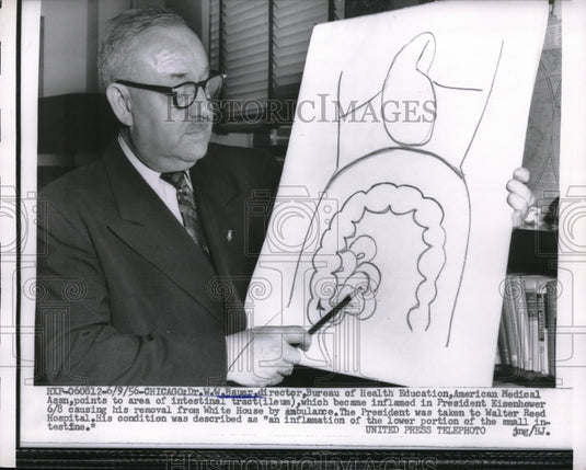 1956 Press Photo Chicago, Ill Der WW Bauer, bureau HEW & intestine diagram - Historic Images