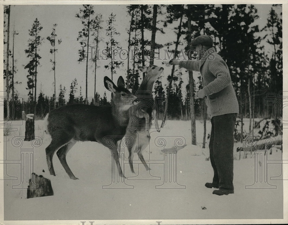 1932 Press Photo John McDonald Feeds Deer In Park - Historic Images