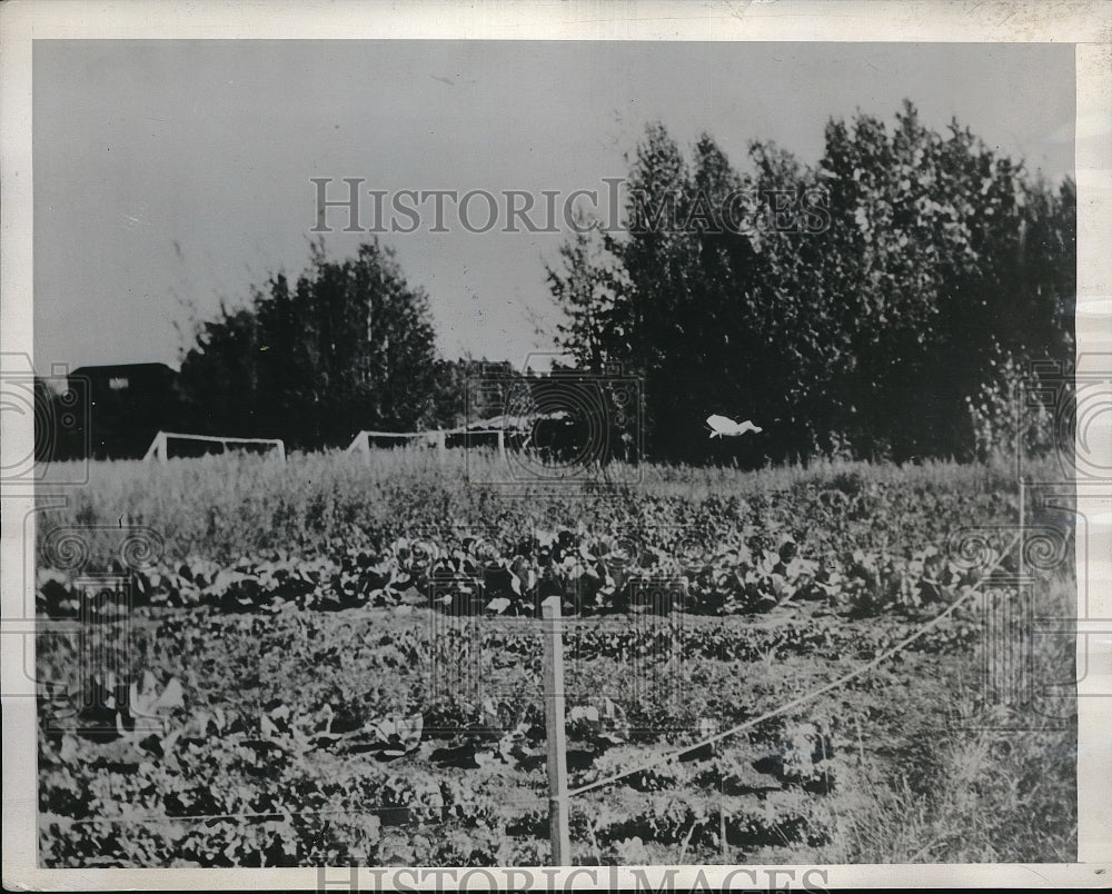 1938 Mrs. Champagne&#39;s vegetable patch - Historic Images