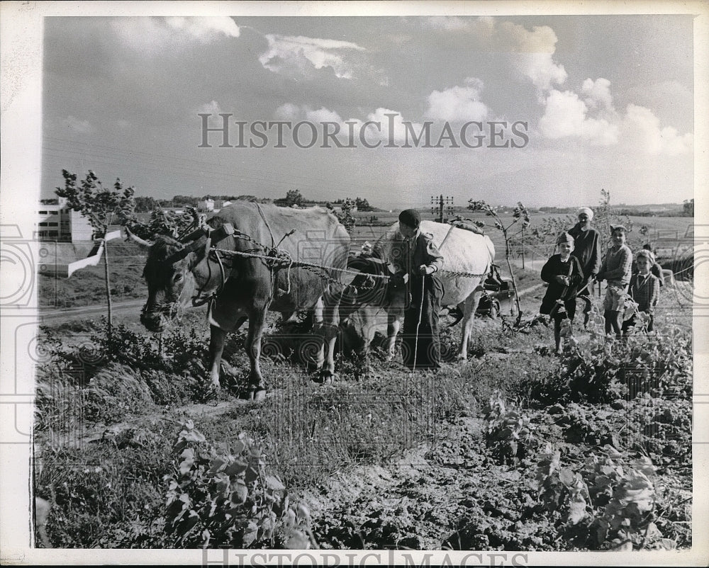 1943 Press Photo Algerian farmer plowing with his oxen near Algiers - Historic Images