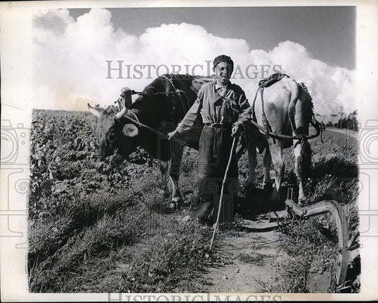 1943 Press Photo Algerian boy plowing farm fields with oxen - Historic Images