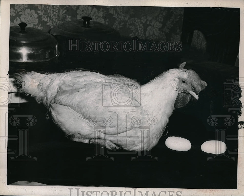 1949 Mrs. Charles Valek&#39;s hen and her flat eggs, Valley View, OH - Historic Images