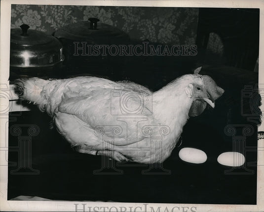 1949 Mrs. Charles Valek's hen and her flat eggs, Valley View, OH - Historic Images