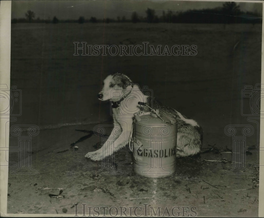 1940 Press Photo Rochester, NY dog guards kerosene for owner at edge of flood - Historic Images