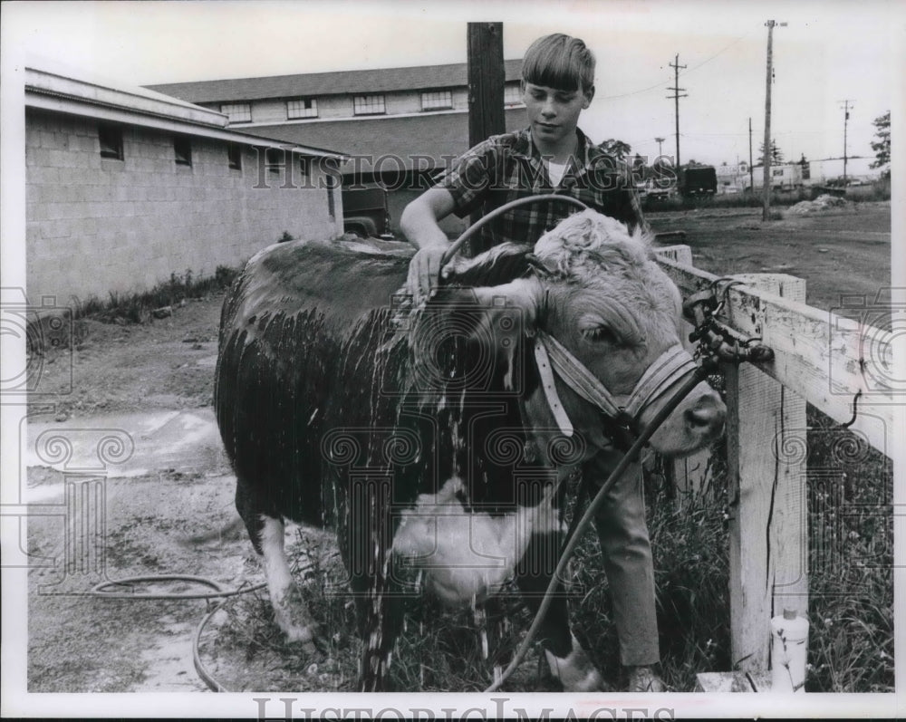 1967 Press Photo Dennis Rettger &amp; his prize steer Louie in Cleveland-Historic Images