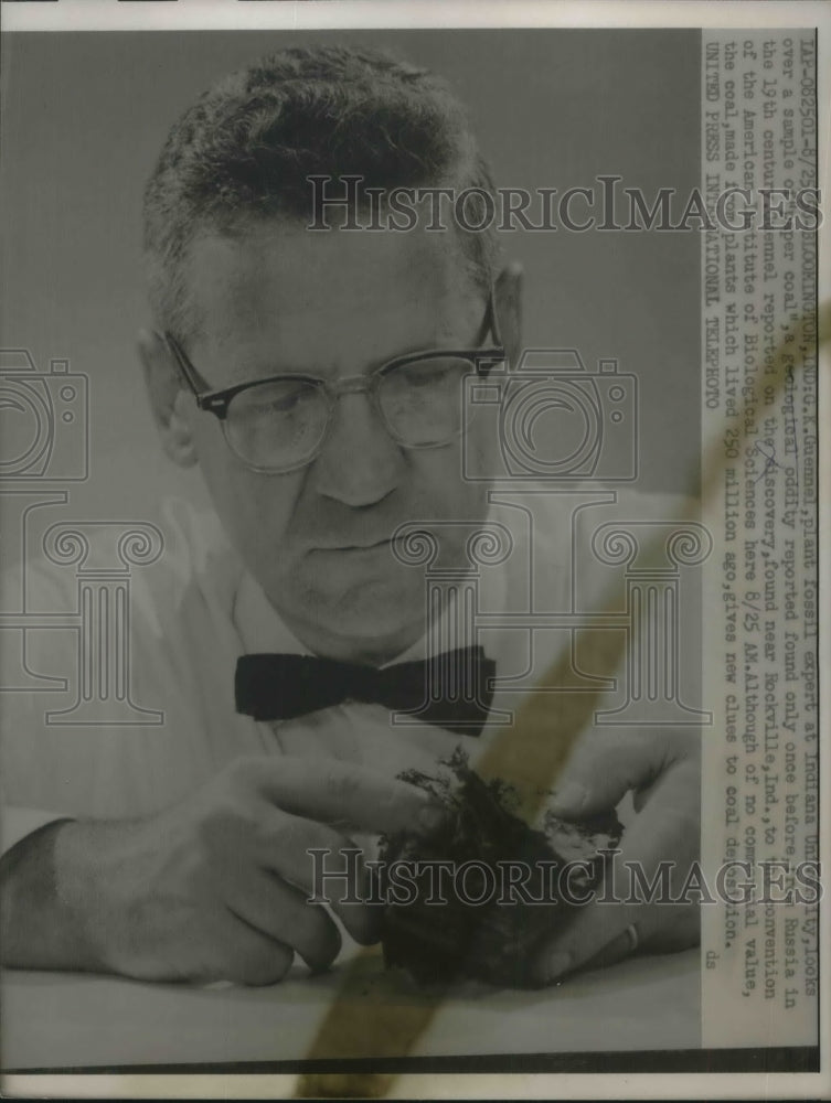 1958 Press Photo G.K. Guennel Plant Fossil Expert over a sample of &quot;Paper Coal&quot;. - Historic Images