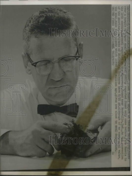 1958 Press Photo G.K. Guennel Plant Fossil Expert over a sample of "Paper Coal". - Historic Images