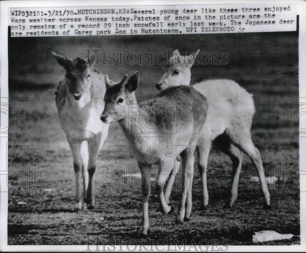 1970 Press Photo Young Japanese deer enjoying warm weather, Hutchinson, Kansas - Historic Images
