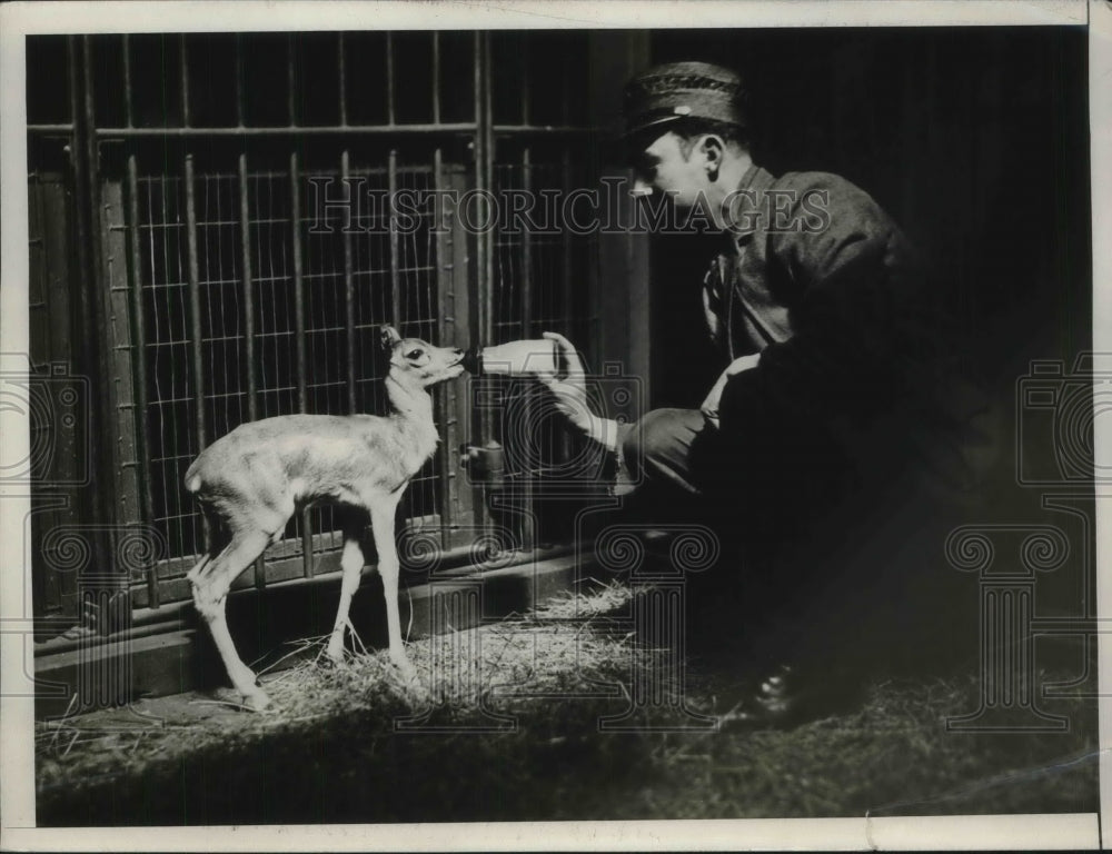 1926 Press Photo Baby Antelope-Historic Images