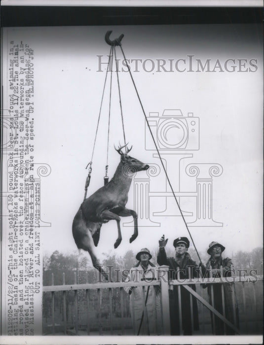 1960 Deer Hoisted from Basin of Chain - Historic Images