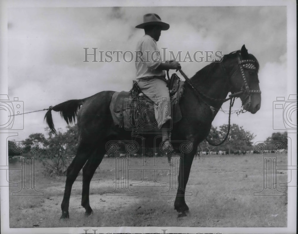 1954 Press Photo Horse Tail serves to Anchor the Lasso used by Venezuelan Cowboy - Historic Images