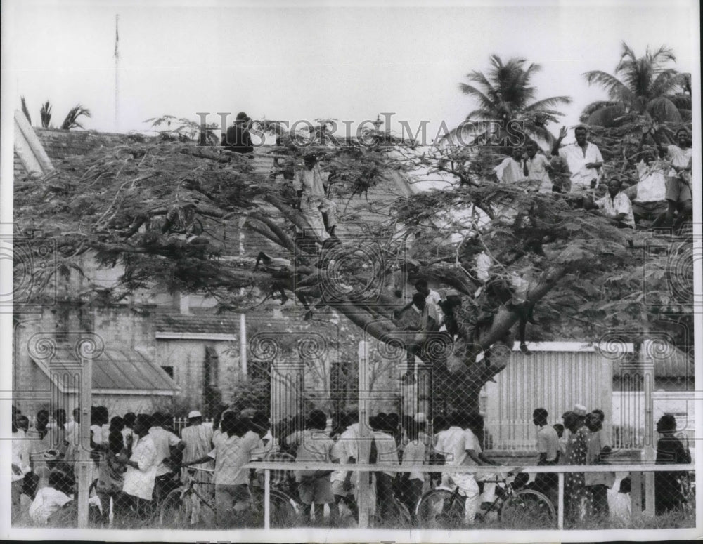 1961 Press Photo Native boys perch in trees to watch the Nigerian Racing Season - Historic Images