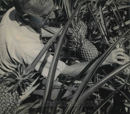 1953 Press Photo Hawaii, pineapple & worker in the fields - Historic Images