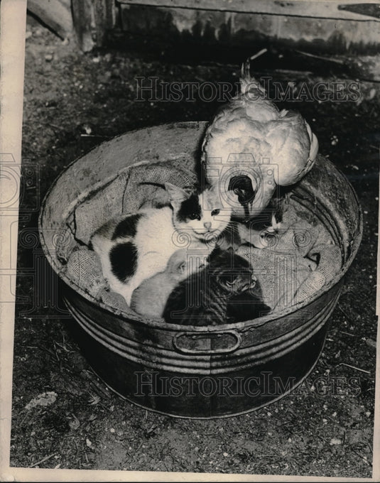 Press Photo A mother cat & kittens shares space with a chicken - Historic Images