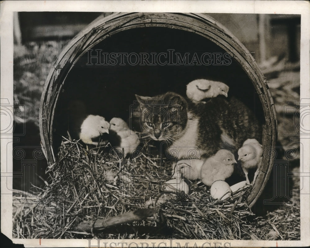 1932 Press Photo Mrs. Cat with her adopted family of chicks - Historic Images