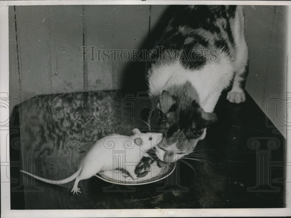 1938 Press Photo Whitey the cat, Tommy the White Rat - Historic Images