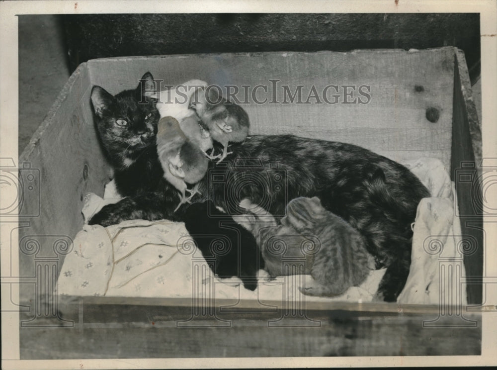 1940 Press Photo Teddy the cat with her 3 kittens, 4 chicks-Historic Images