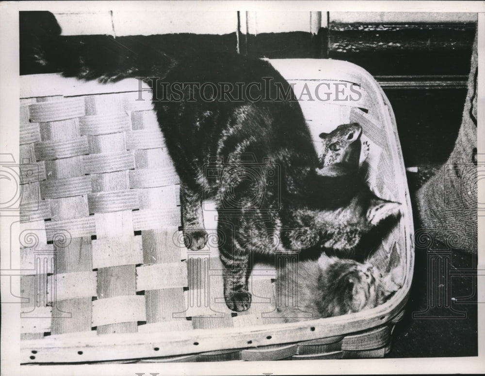 1935 Press Photo Cat Nurses injured squirrel back to health - Historic Images