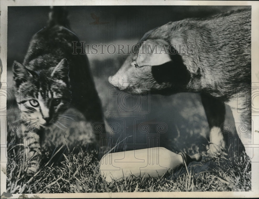 1935 Cat and red the pig - Historic Images