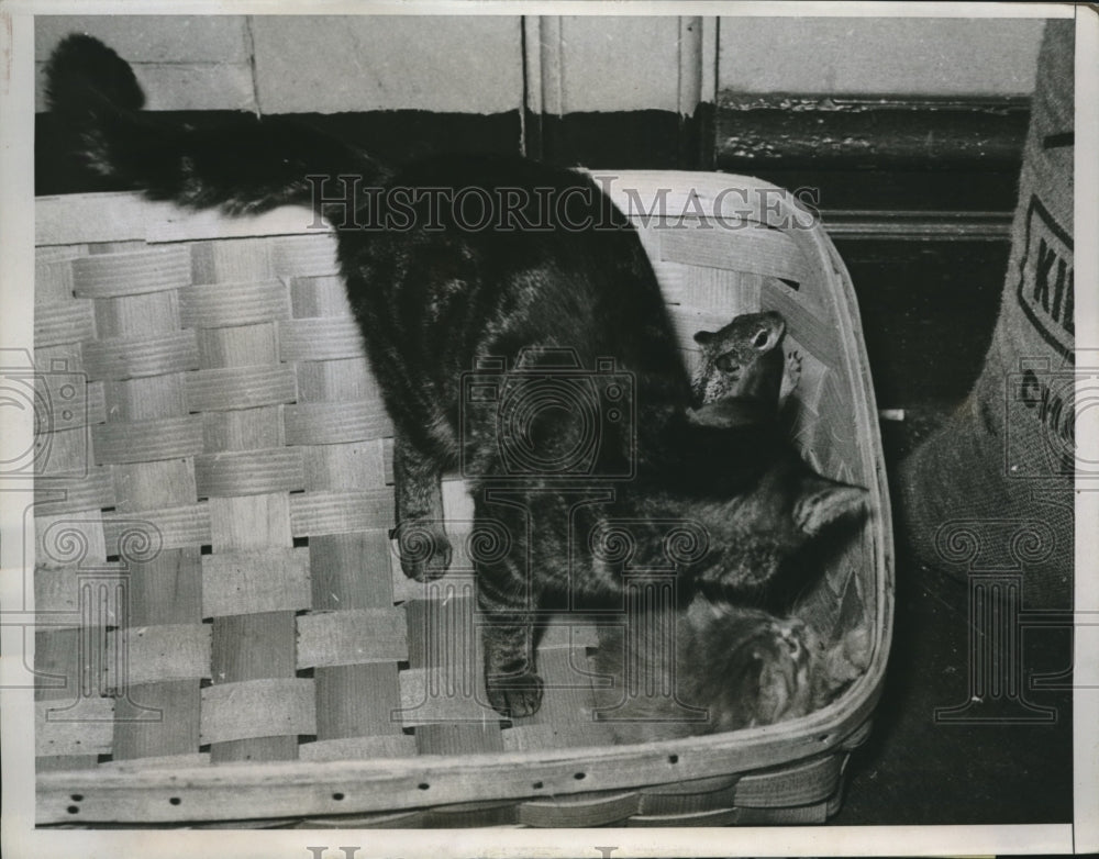 1935 Press Photo Mama Tabby carefully picked up injured baby squirrel - Historic Images