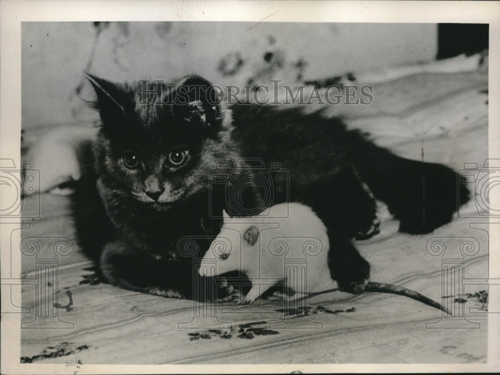 1936 Press Photo Tommy, a Persian Cat, has taken a liking to a Small White Mouse - Historic Images