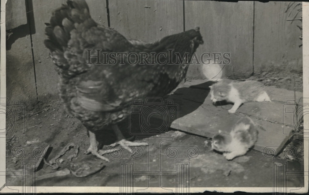 1932 Press Photo Hen and several kittens - Historic Images