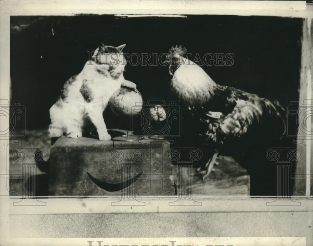 1929 Press Photo Joey the Rooster, Pepper the Cat - Historic Images