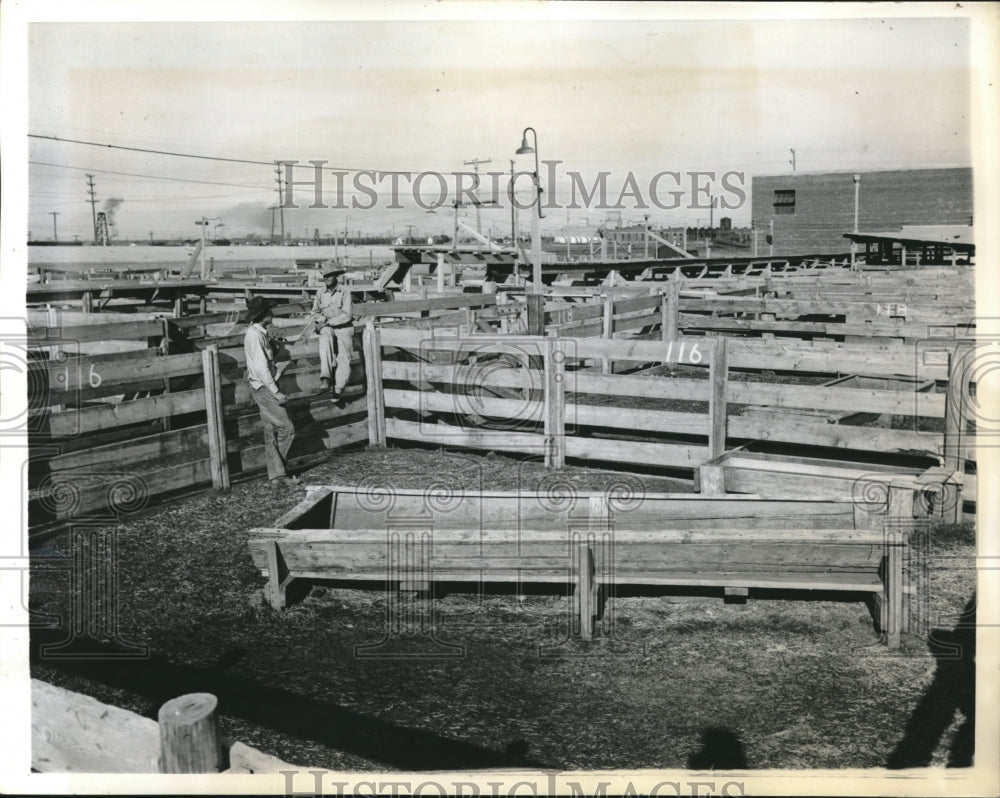 1943 Amarillo Beef cttle-Historic Images