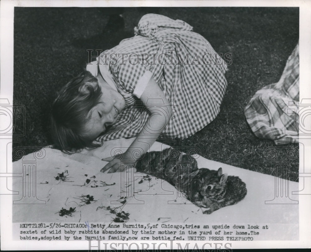 1954 Press Photo Betty Anne Burnitz with her pet wild baby rabbits, Chicago - Historic Images