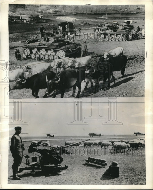 1941 Press Photo Bulgaria, cows & sheep being confiscated by Germans - neb61407-Historic Images