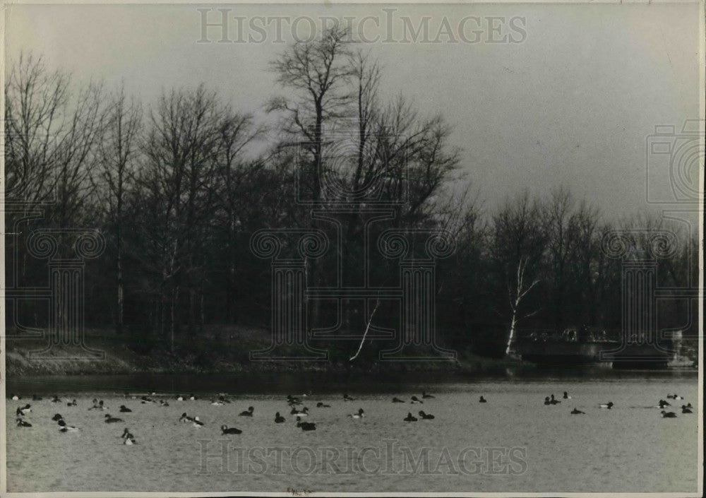 1939 Press Photo Flocks of ducks on a lake near Cleveland Ohio - Historic Images