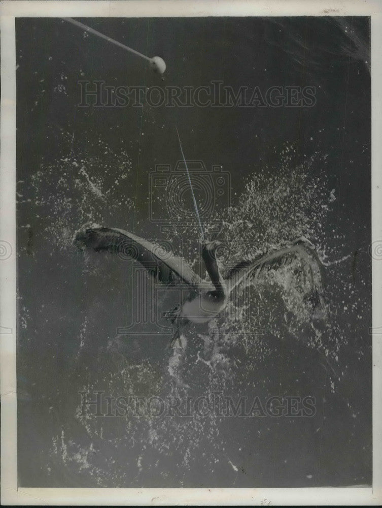 1936 Press Photo Long nosed pelican dives for bait and got caught on hook - Historic Images