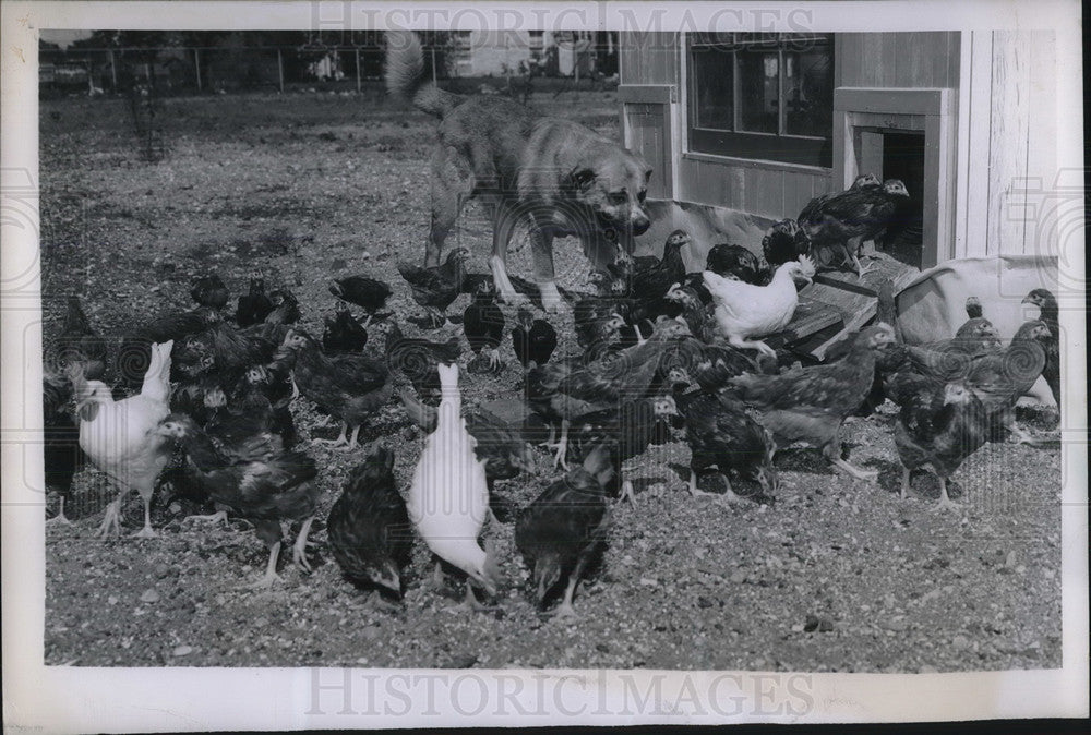 1950 Press Photo Rex Herding Chickens Into The Hen House - neb63108 - Historic Images